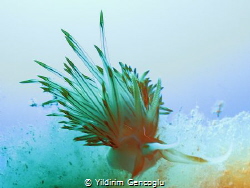 Abstract. Another approach to nudibranchia photo. Not pho... by Yildirim Gencoglu 